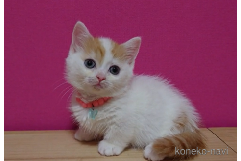 成約済の東京都のマンチカン(短足)-71500の5枚目